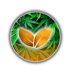 Gold Palms Cones Hülsen, Blunt Wraps
