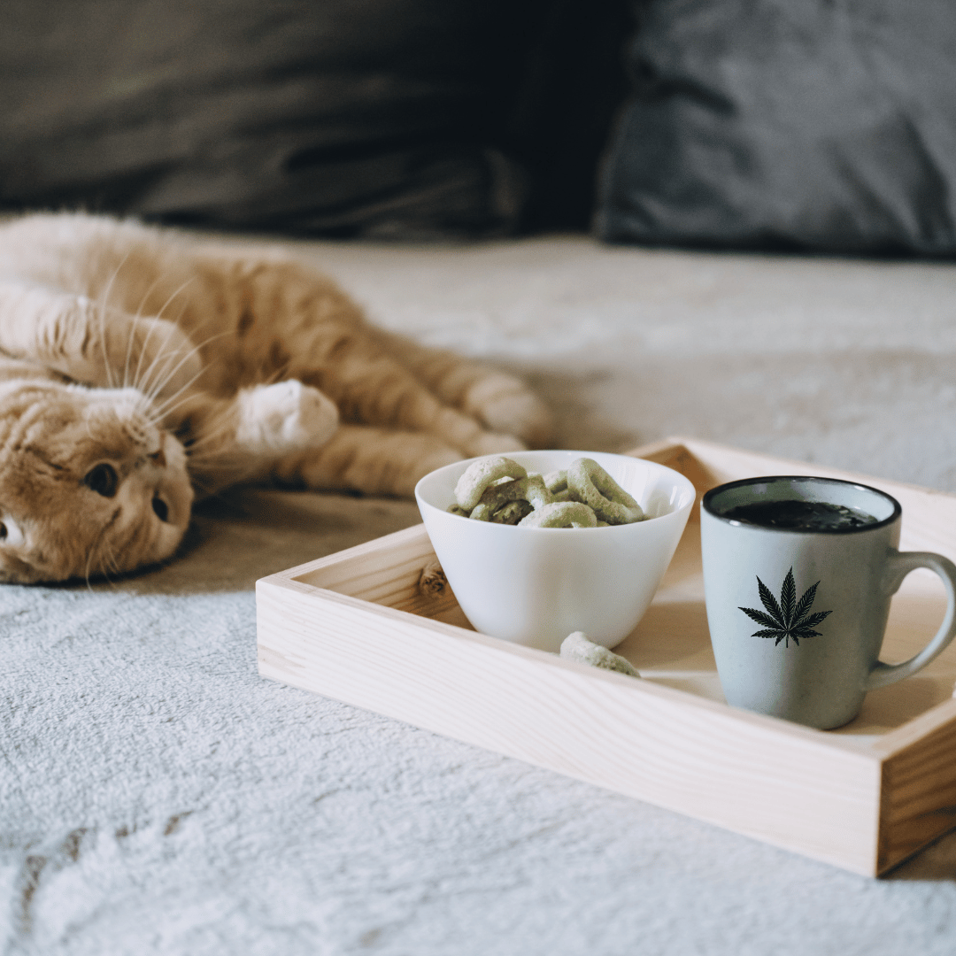 Cannabis für Haustiere: Ein Blick auf Möglichkeiten und Überlegungen
