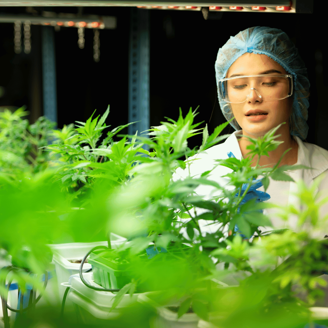 Nachhaltigkeit in der Cannabis-Industrie: Wie wir gemeinsam die grüne Zukunft gestalten