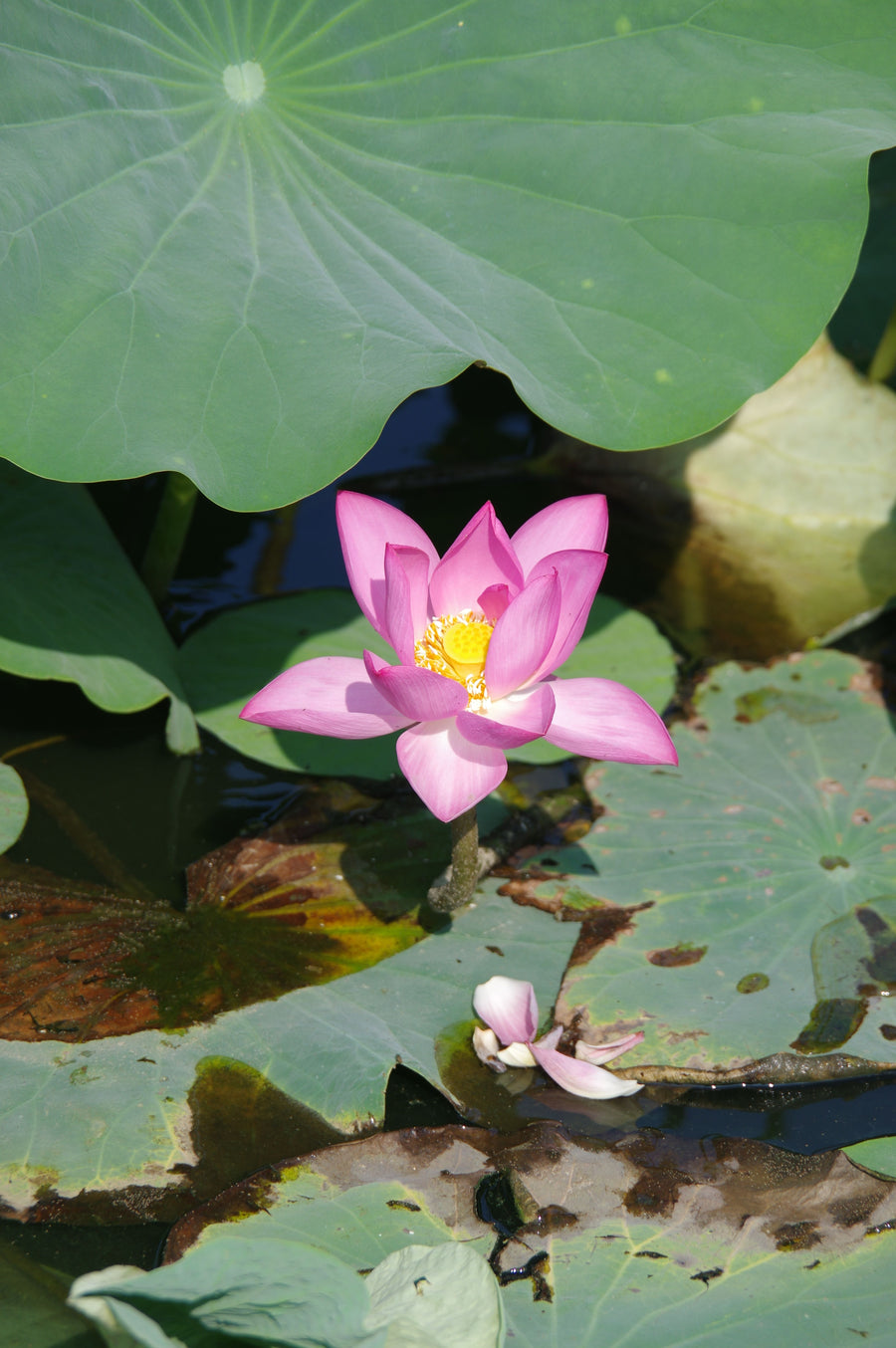 Lotusblätter: Botanik, Lotuseffekt und die faszinierende Welt der Lotuspflanze