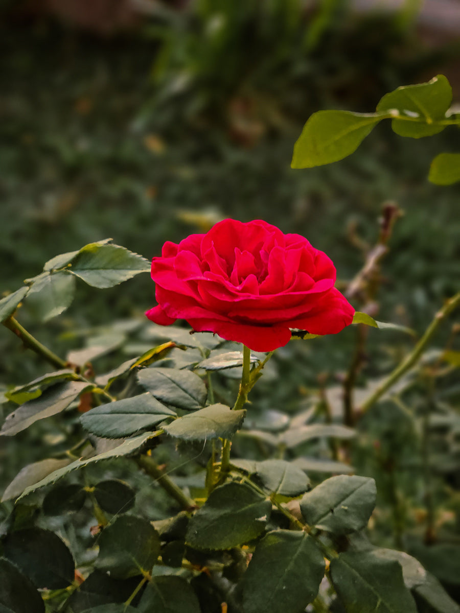 Rosenblätter: Botanik, Geschichte und natürliche Eigenschaften