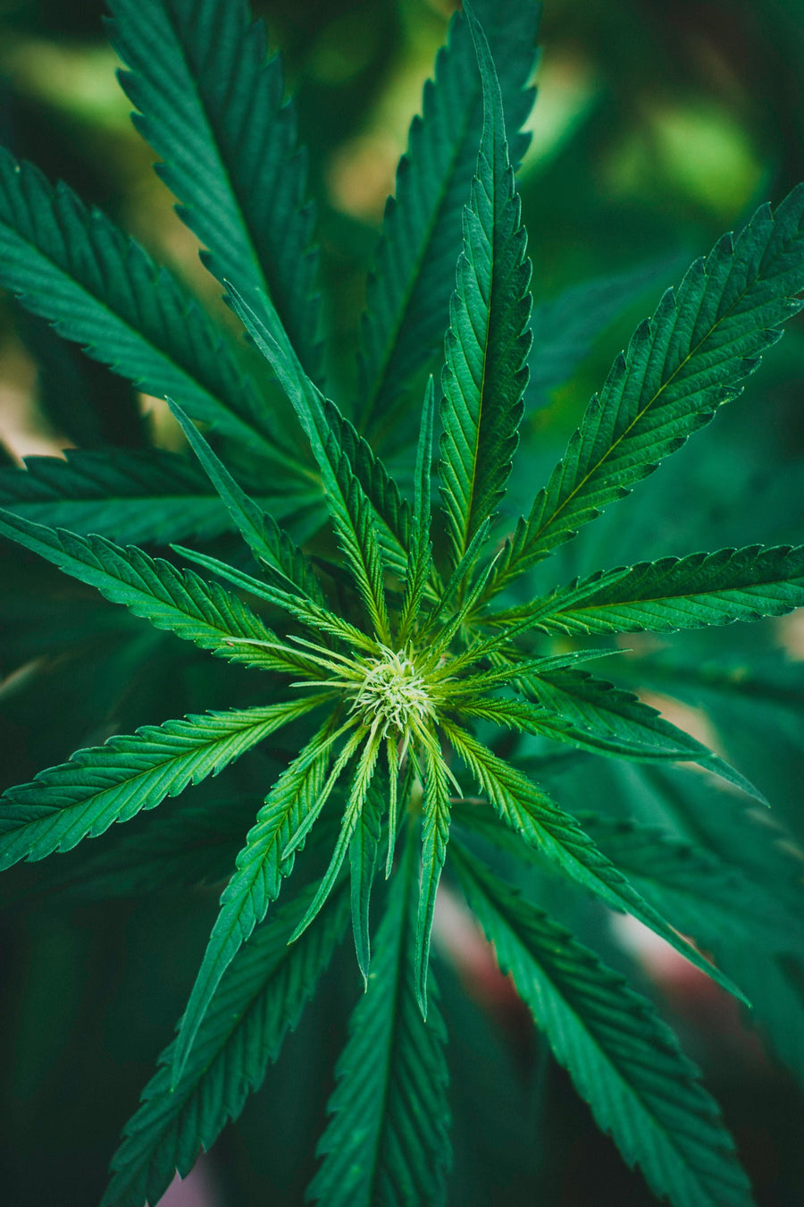 Hanf (Hemp): Botanik, Geschichte, Fasern & Naturmaterialien