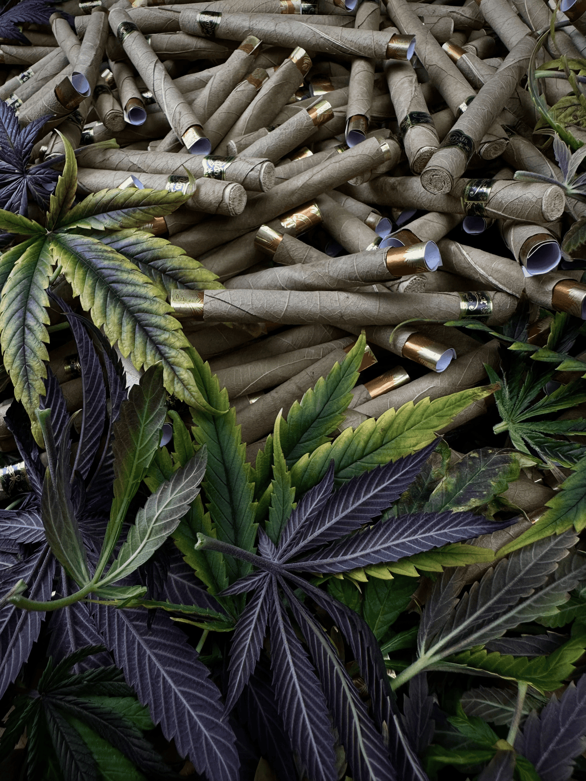 GOLD PALMS® – Der Filter, Bild 3